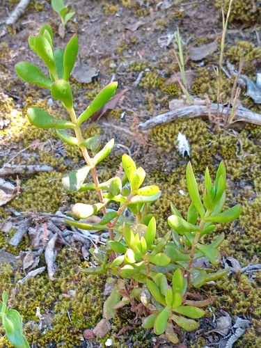 Crassula latibracteata
