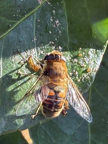 Unknown species found near Paddock Way, Windsor Mill, MD, US
