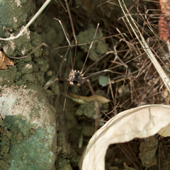 Leuronychus pacificus