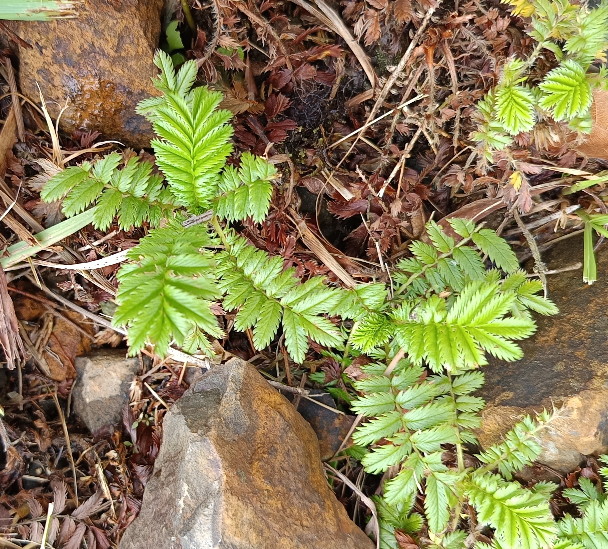 Argentina anserina