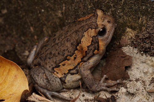 Asian Painted Frog, photo 4 of 9