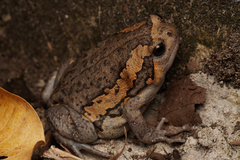 Asiatic Painted Frog photo 1