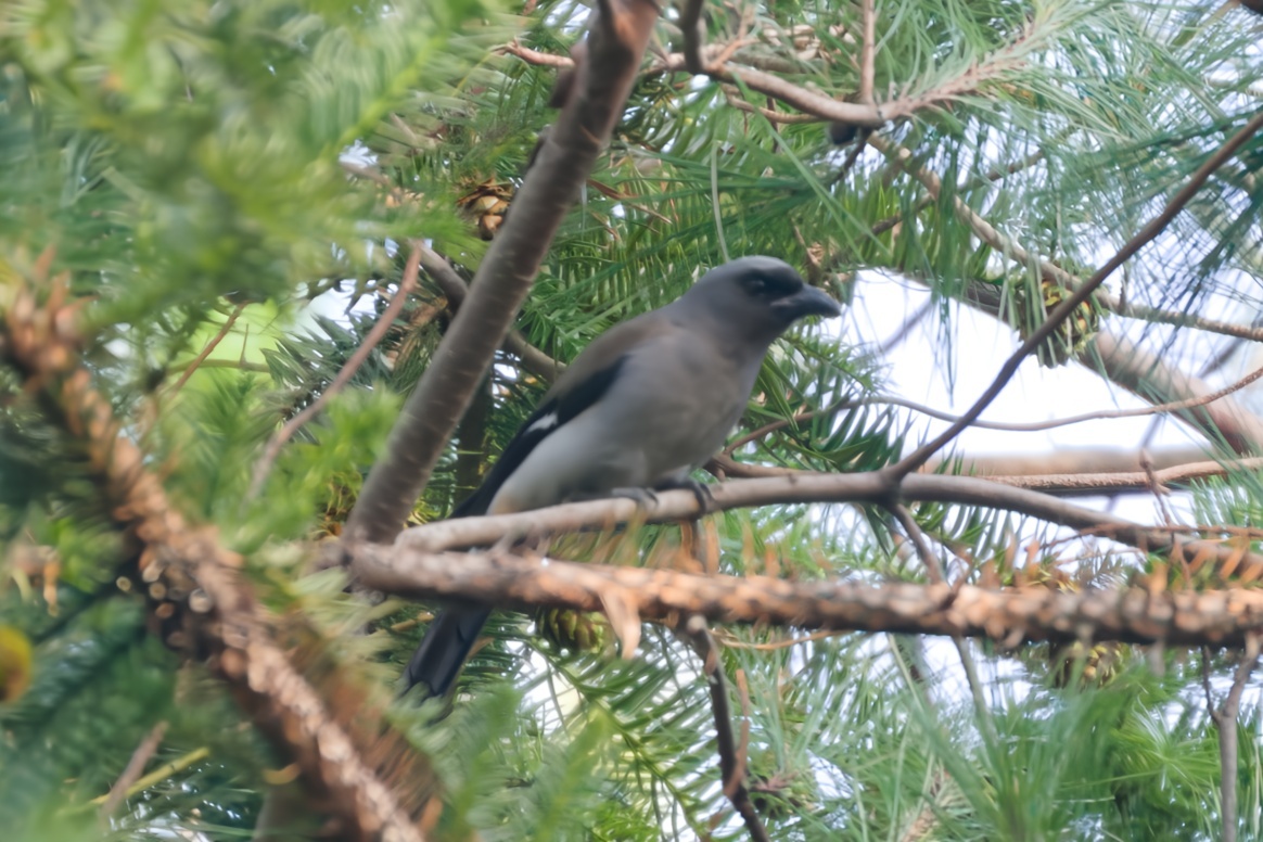 Grey Treepie