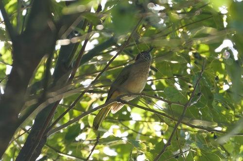 Mountain Bulbul (Ixos mcclellandii), photo 8