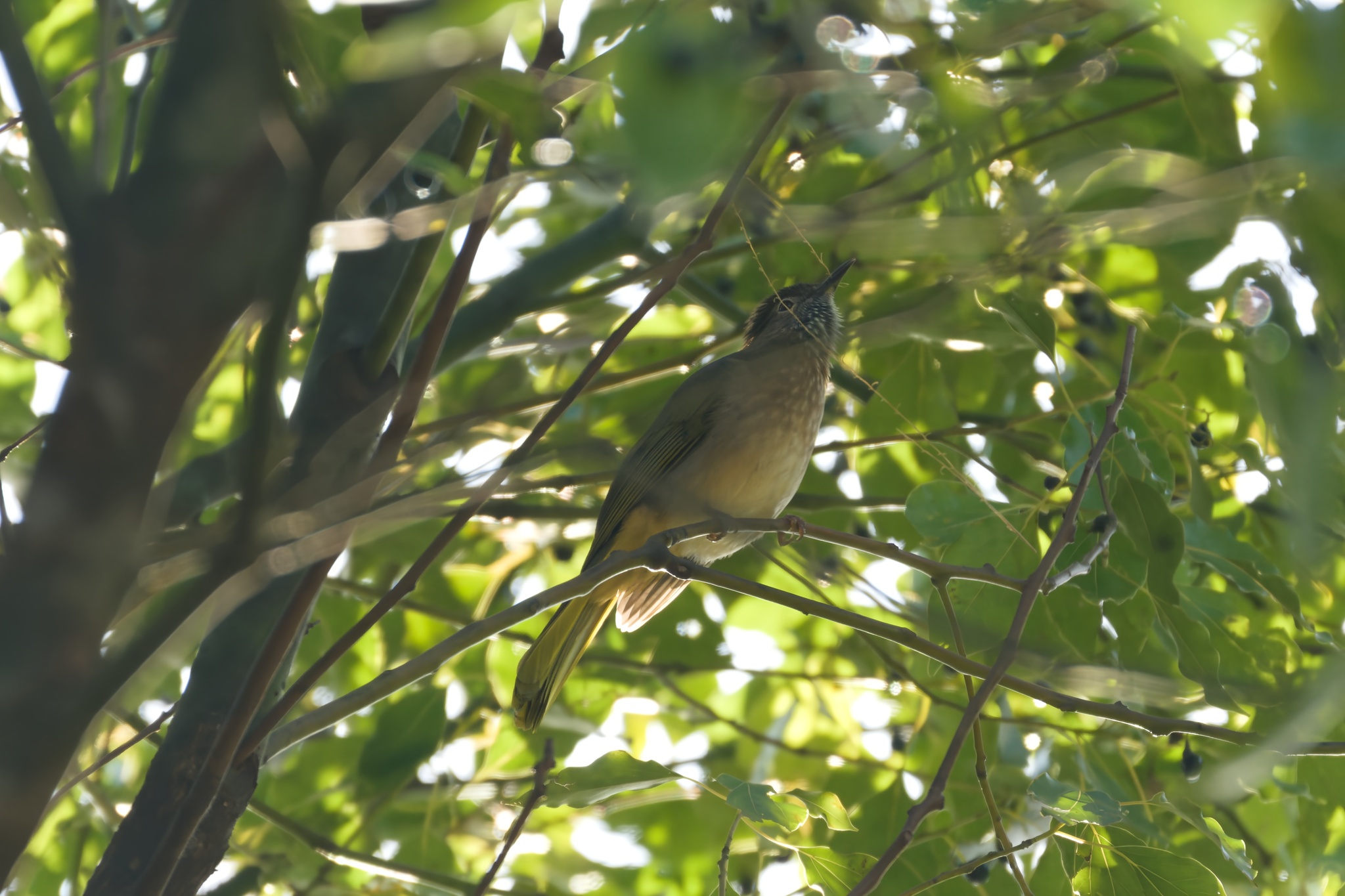 Mountain Bulbul illustration