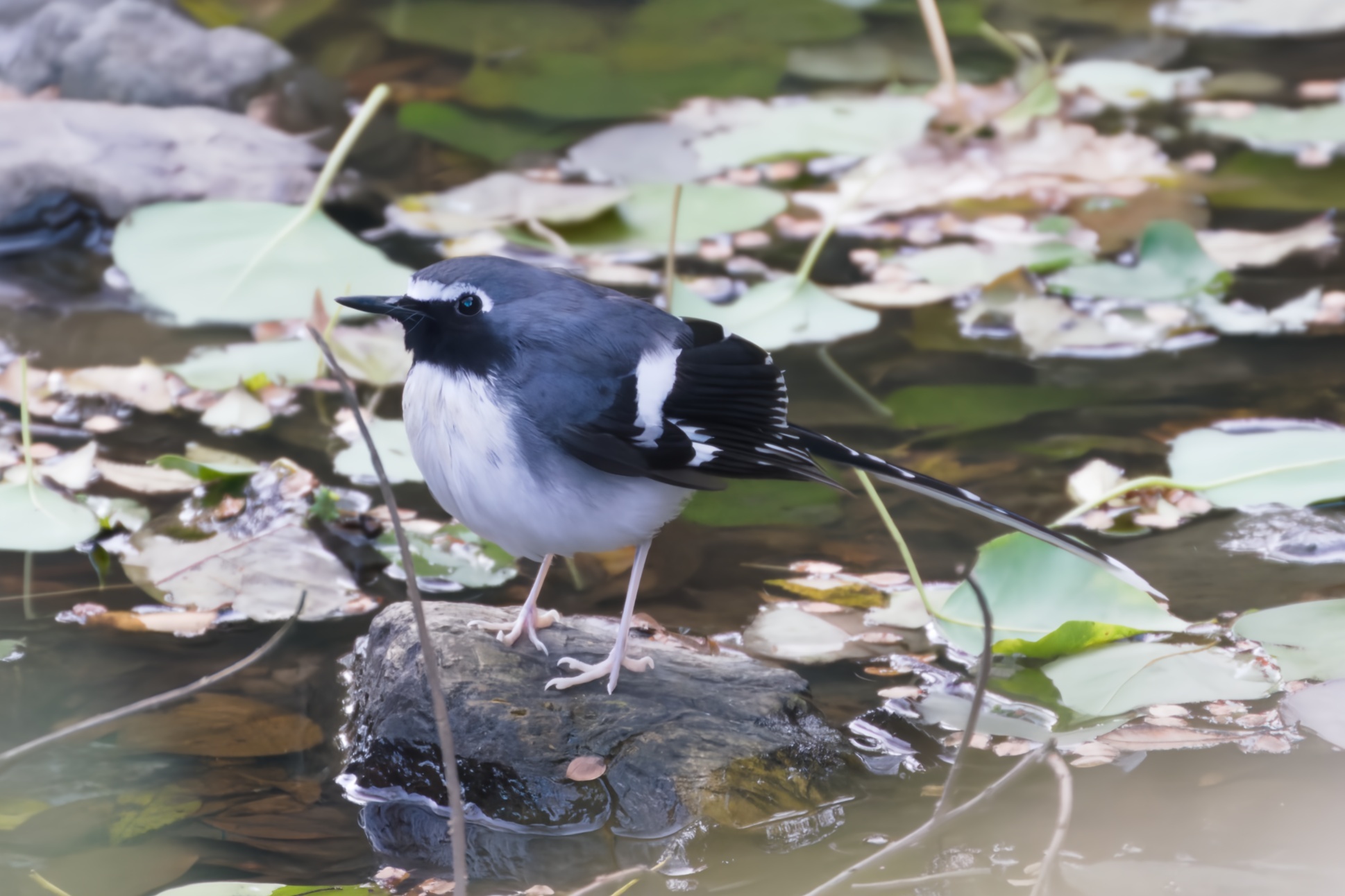 Slaty-backed Forktail