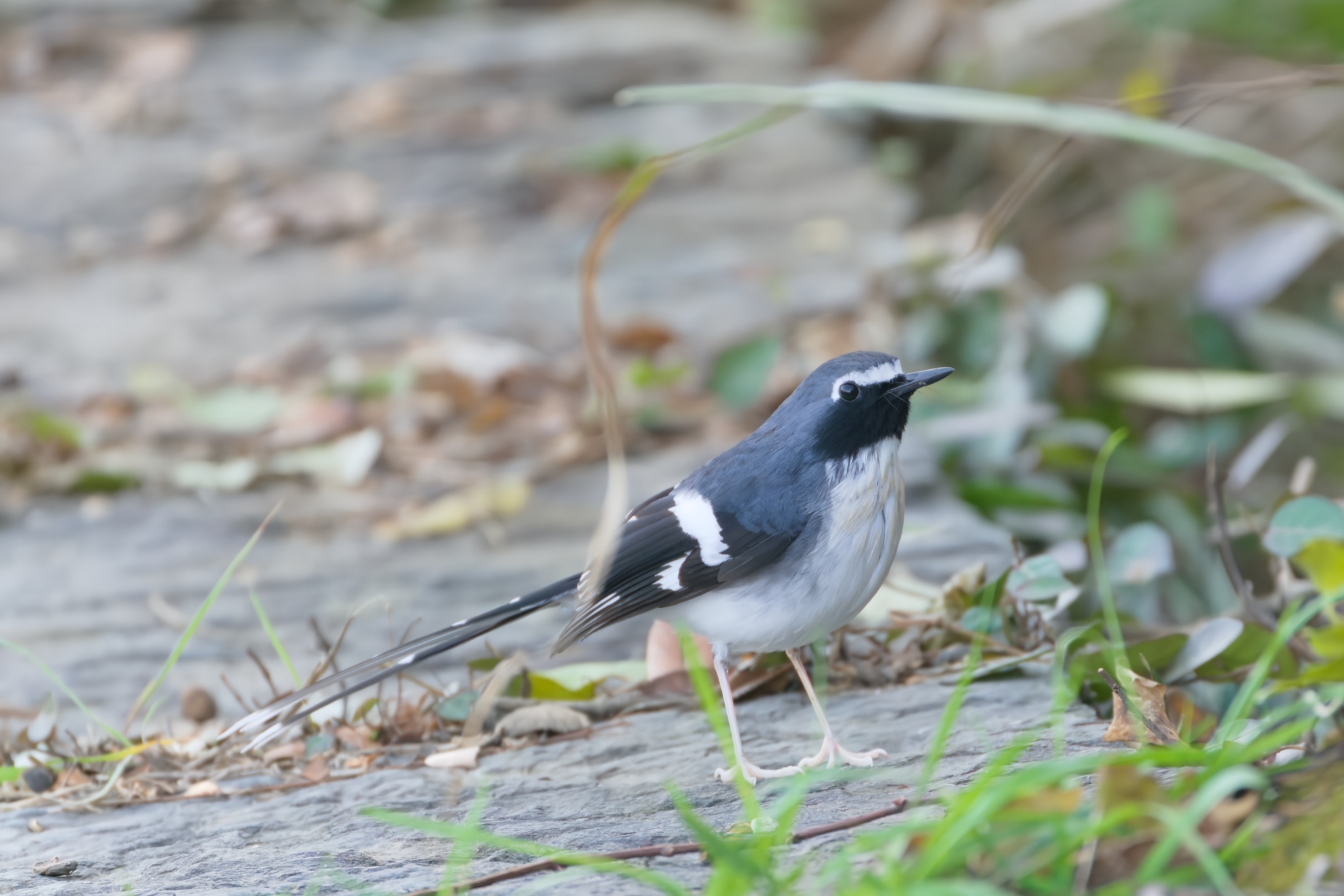 Slaty-backed Forktail