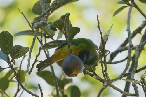 Orange-bellied Leafbird (Chloropsis hardwickii), photo 7