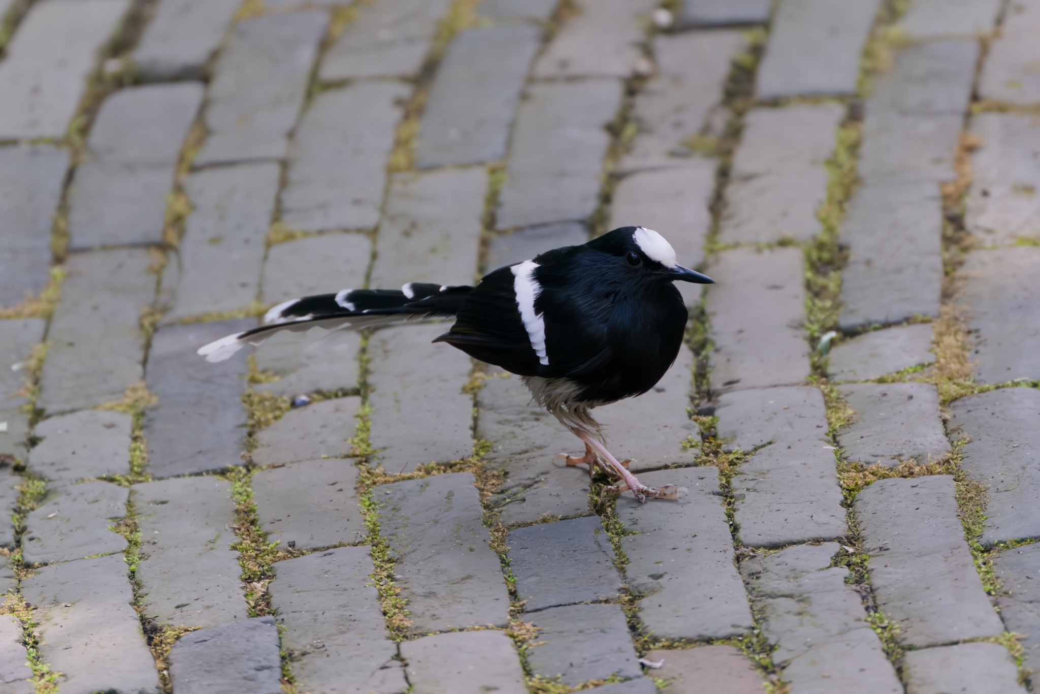 White-crowned Forktail