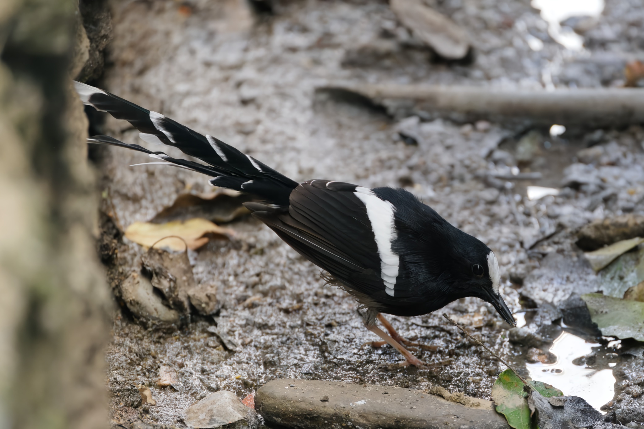 White-crowned Forktail