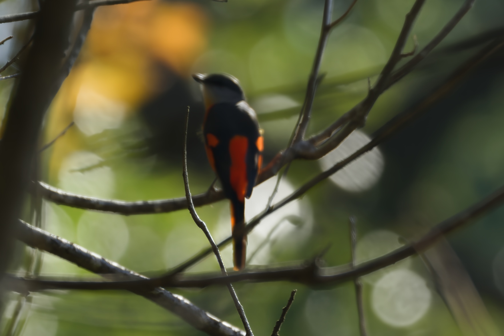 Grey-chinned Minivet