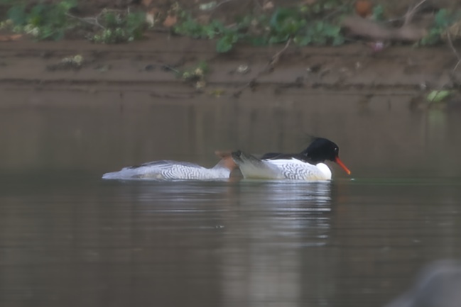 Scaly-sided Merganser