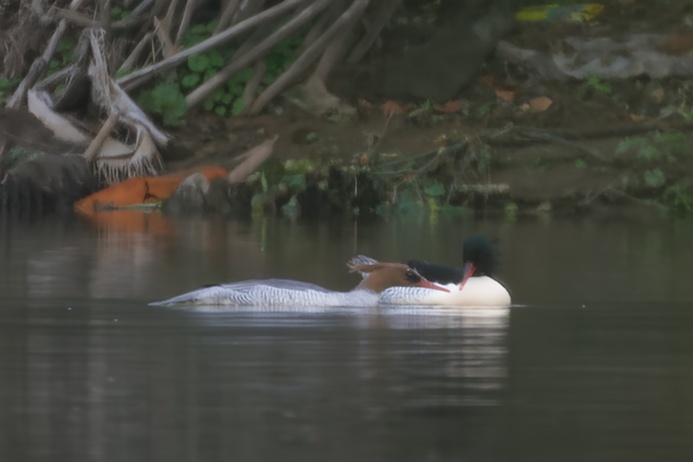 Scaly-sided Merganser