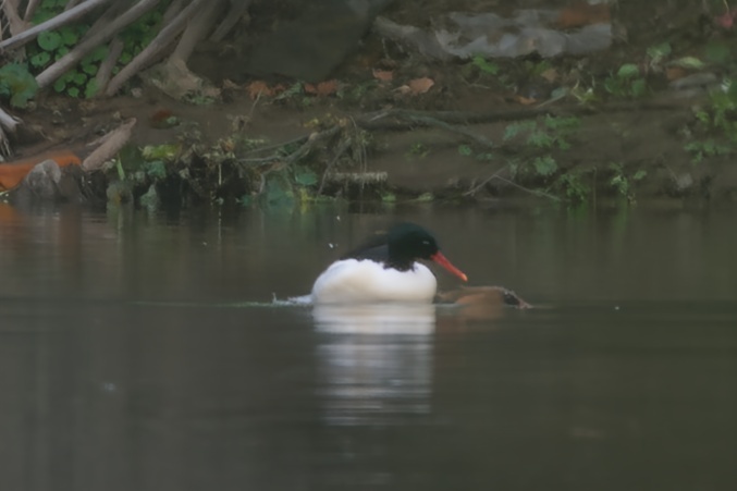 Scaly-sided Merganser