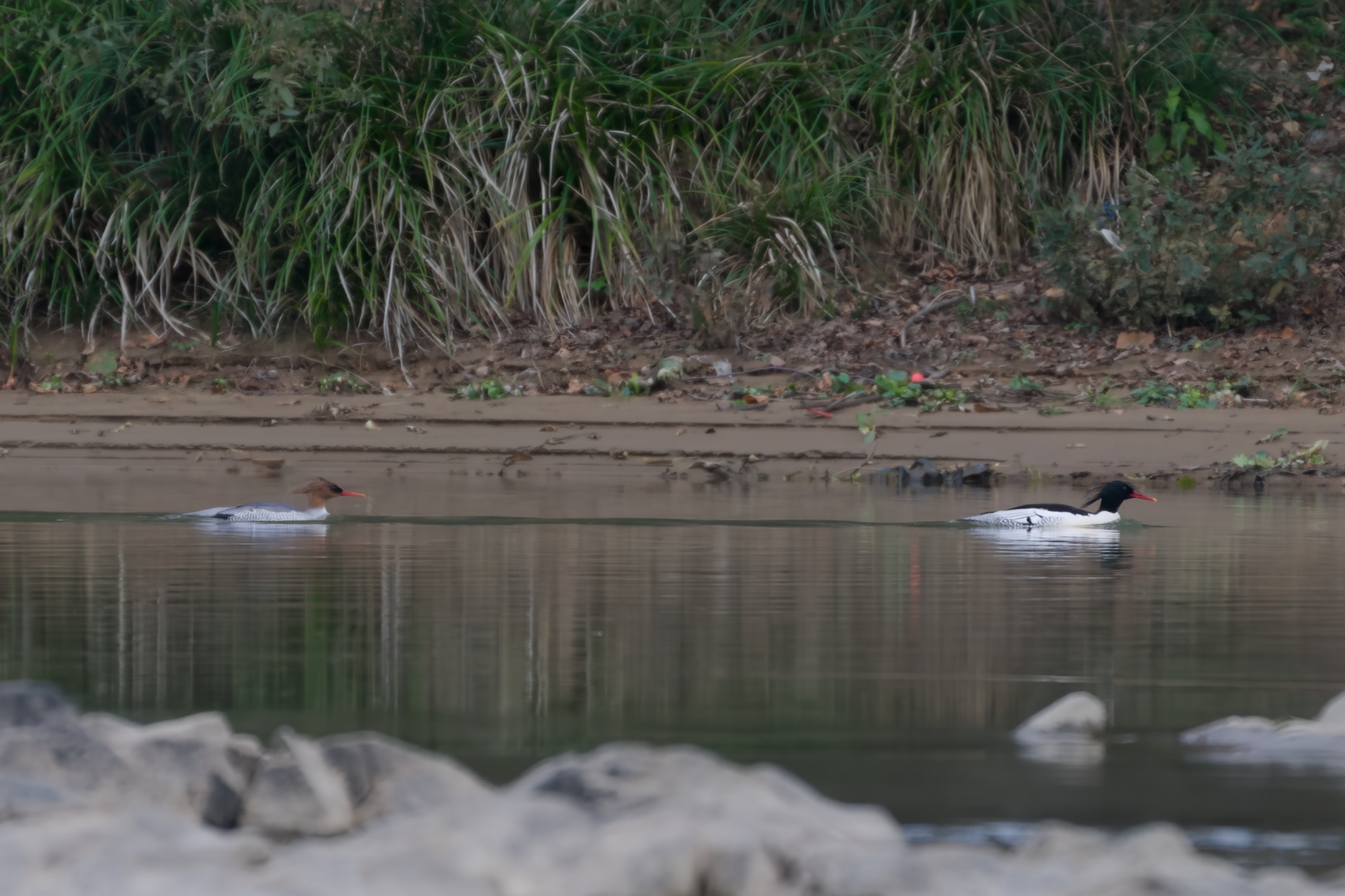 Scaly-sided Merganser