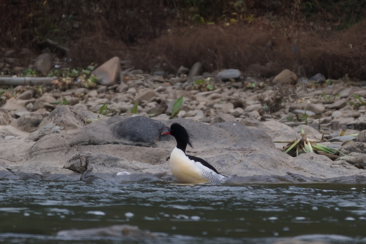 Scaly-sided Merganser