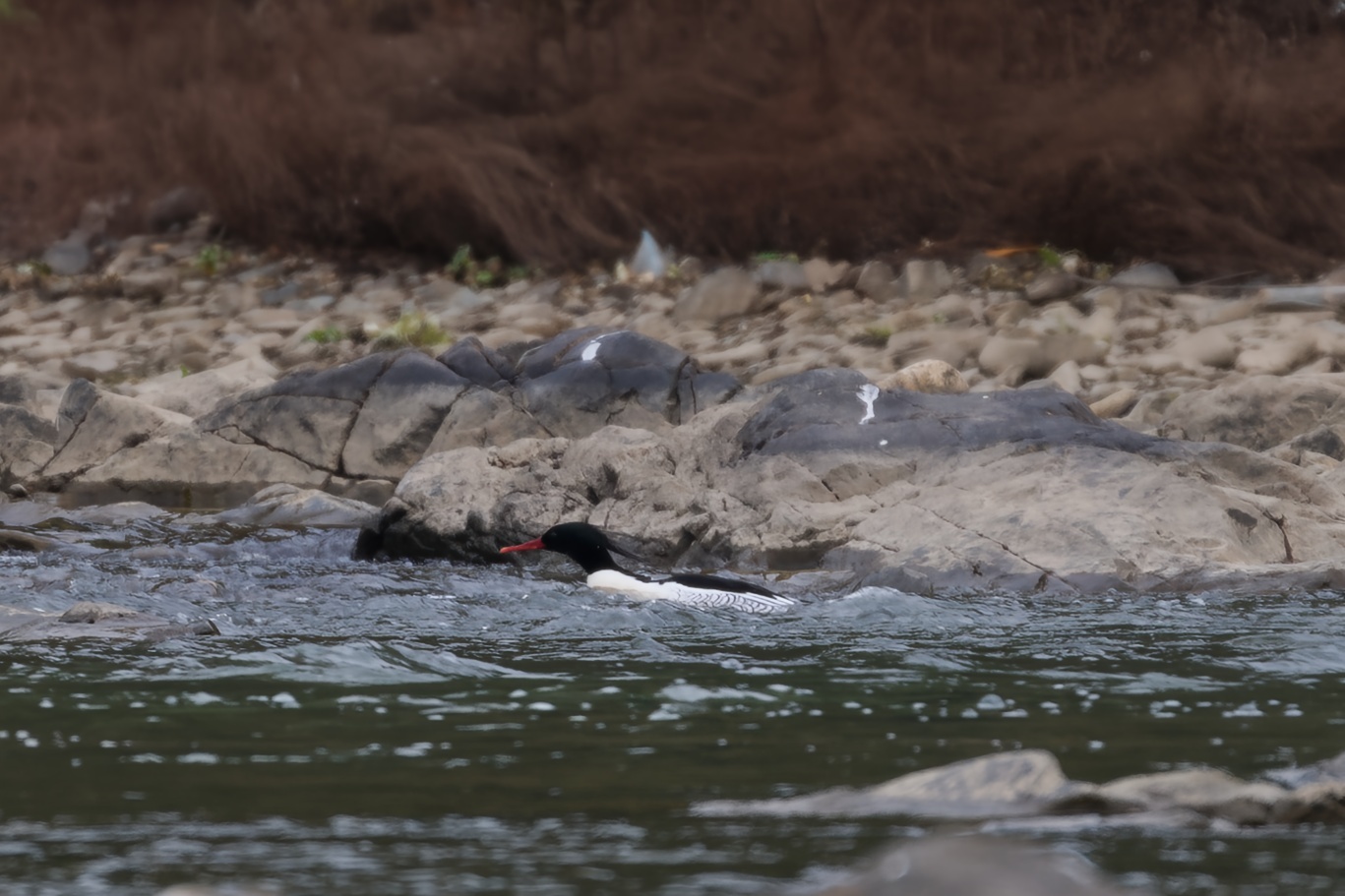 Scaly-sided Merganser
