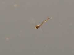 Procordulia jacksoniensis