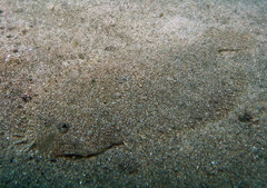 Pseudorhombus arsius