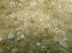 Pseudorhombus arsius