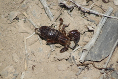 Scorpionoidea