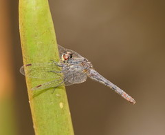 Nannophya australis