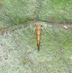Pyroderces apparitella