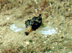 Eurypegasus draconis