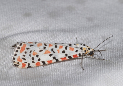 Utetheisa pulchella