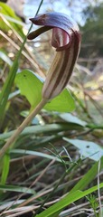 Arisarum vulgare vulgare