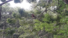 Busarellus nigricollis