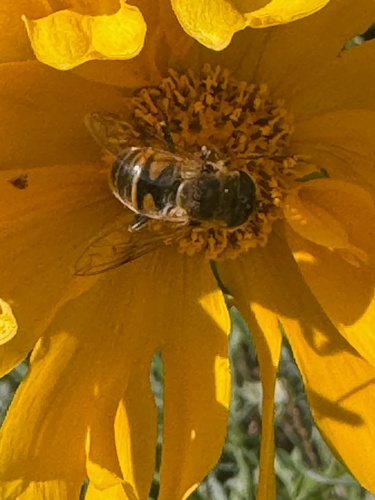 Unknown species found near Capalbo Ave, Little Falls, NJ, US