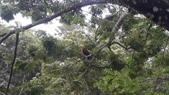 Busarellus nigricollis