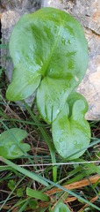 Arisarum vulgare vulgare