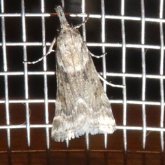 Eudonia angustea