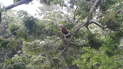 Busarellus nigricollis