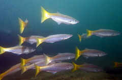 Dinolestes lewini