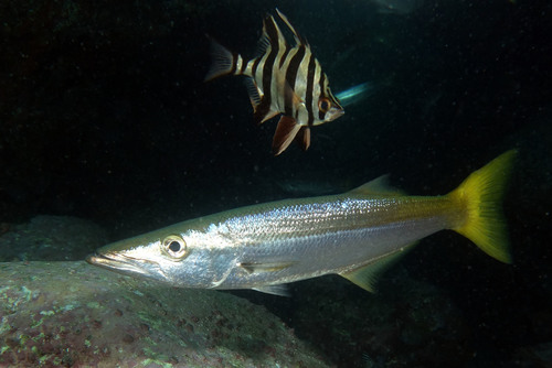 Jack pike (Dinolestes lewini) — Dinolestidae