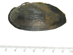 Nodularia douglasiae