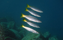 Dinolestes lewini