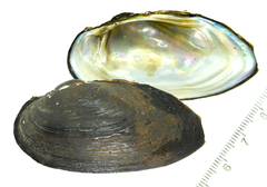 Nodularia douglasiae