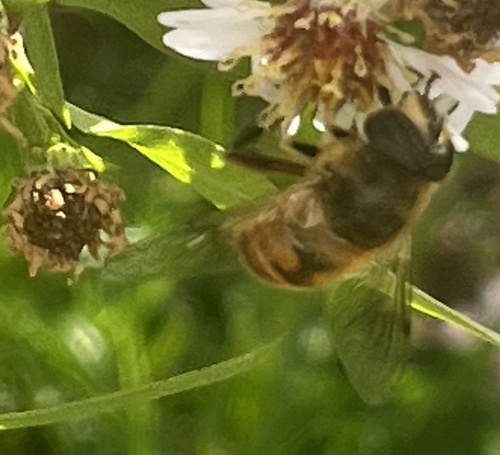 Unknown species found near Middletown Rd, Freeland, MD, US