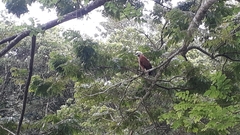 Busarellus nigricollis