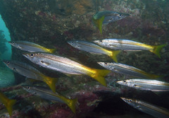 Dinolestes lewini