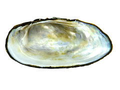 Nodularia douglasiae