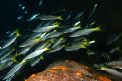 Dinolestes lewini