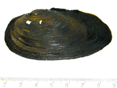 Nodularia douglasiae