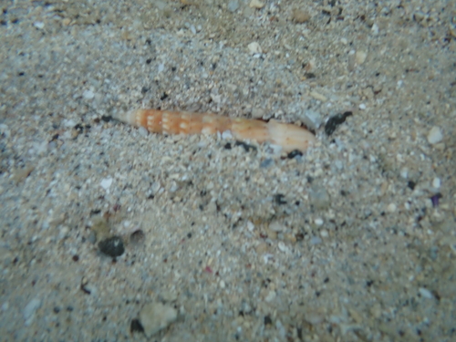 Oxymeris crenulata observed 2025-10-26