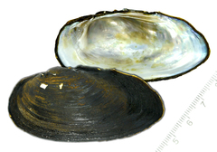 Nodularia douglasiae