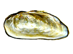 Nodularia douglasiae